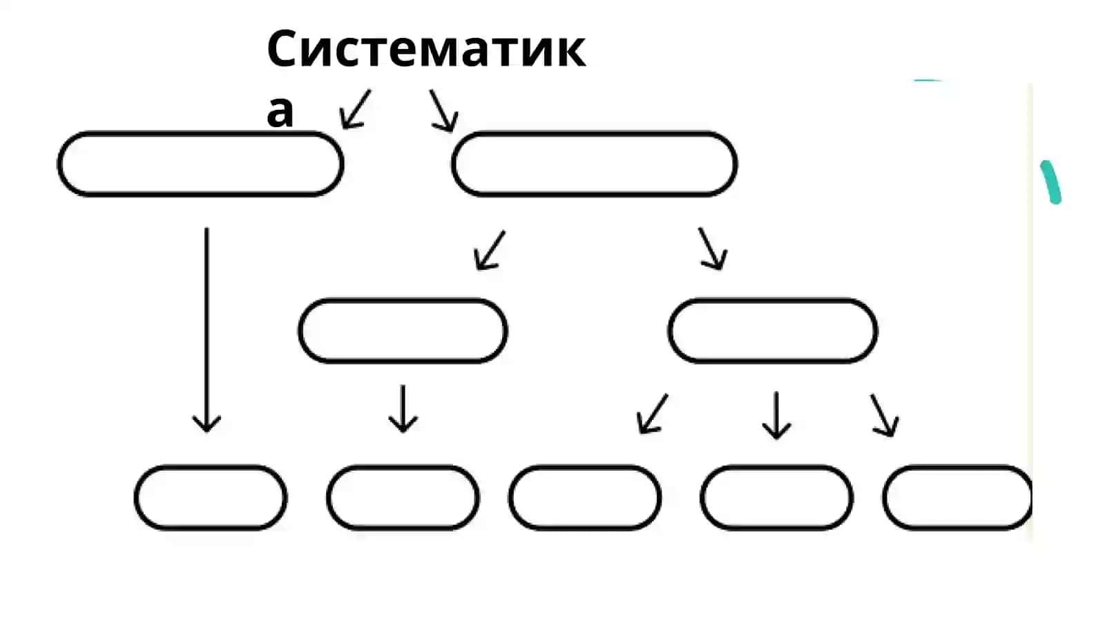ПЕРВЫЙ РАЗДЕЛ БОТАНИКИ 3