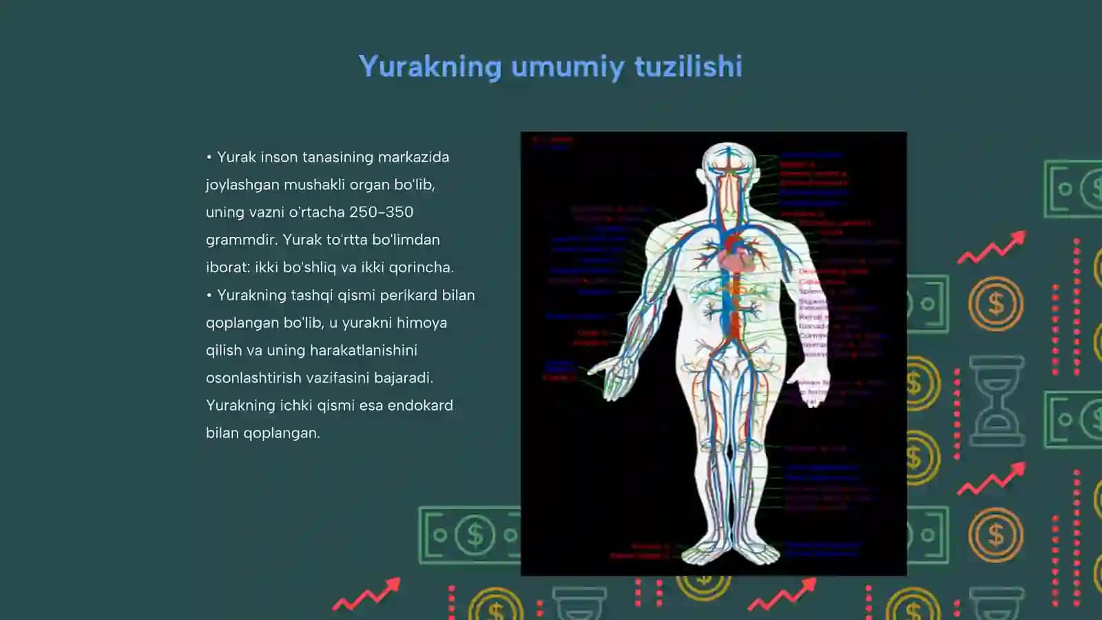 Yurak qon tizini 3