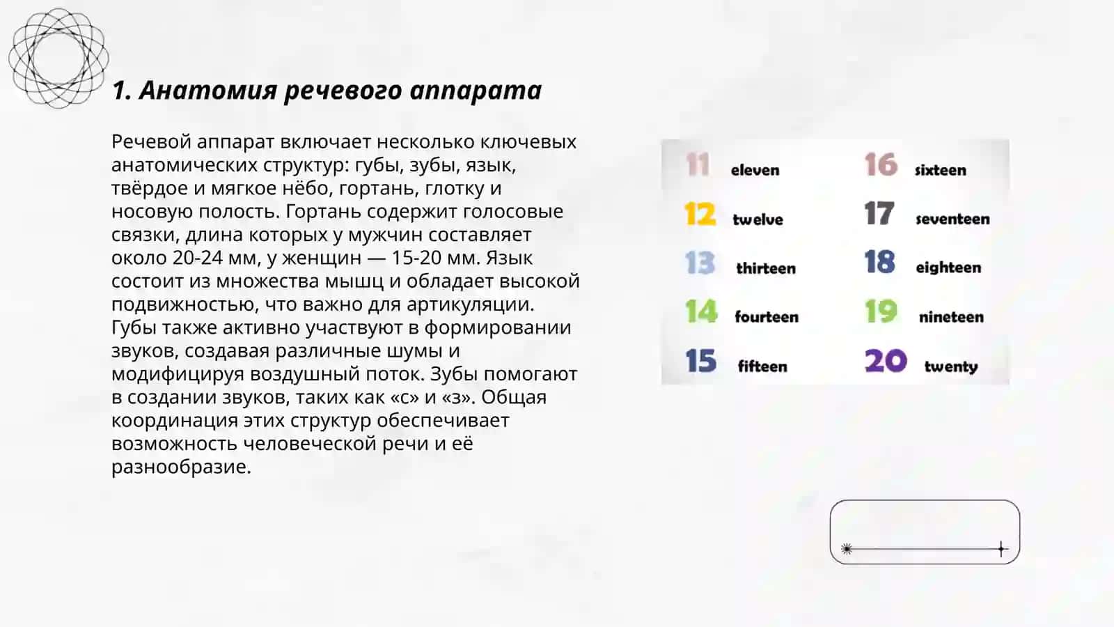 Анатомия речевого аппарата 3