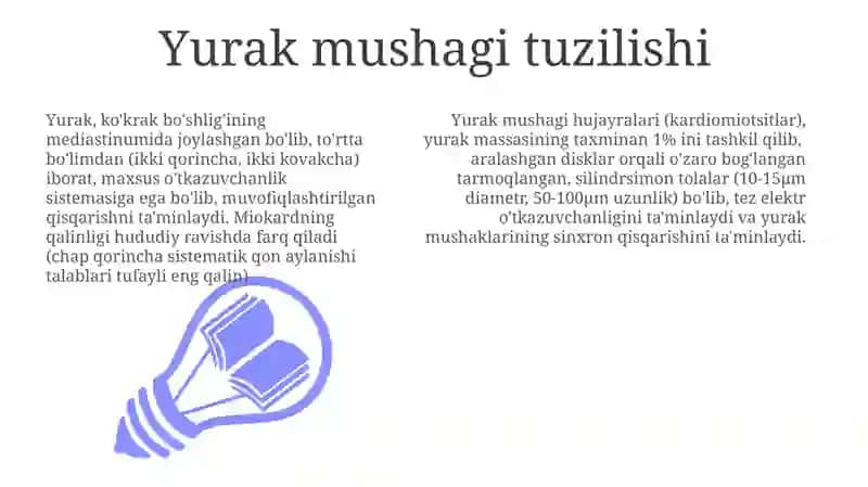 Yurak muskuli 3