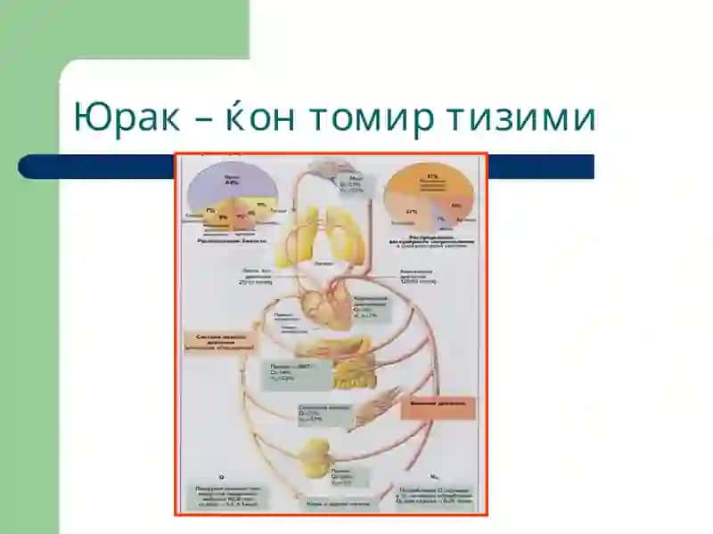 Томирлар тизими патофизиологияси 3