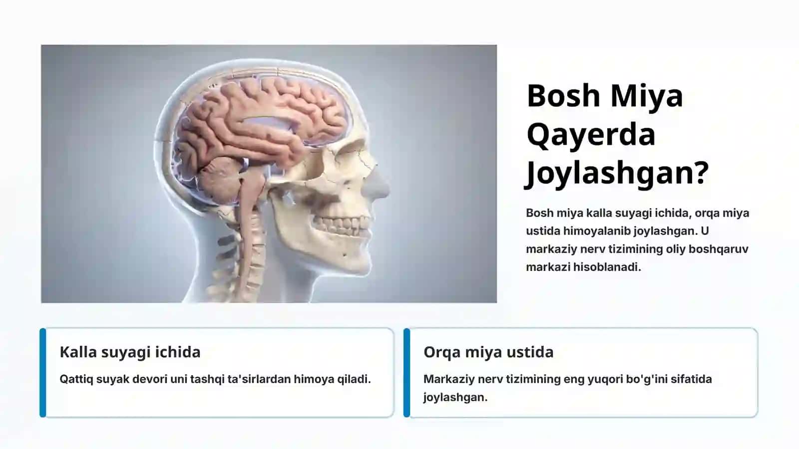 Bosh Miyaning Tuzilishi va Funksiyasi 3