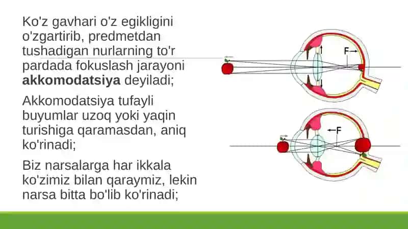 Ko'rish organlarining funksiyasi 3