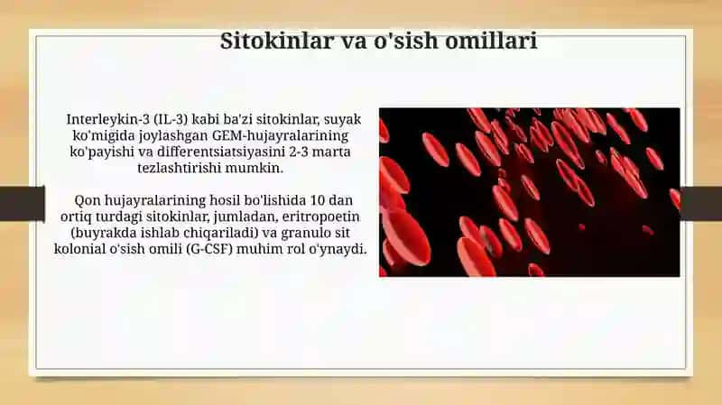 Gematopoez nazariyalari 3