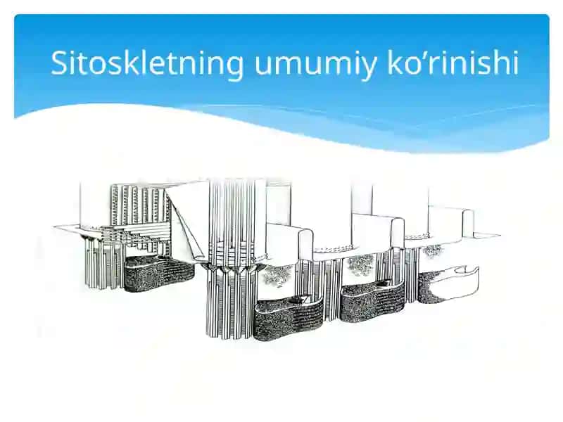 Hujayra sitosikleti strukturaviy tuzilishi 3