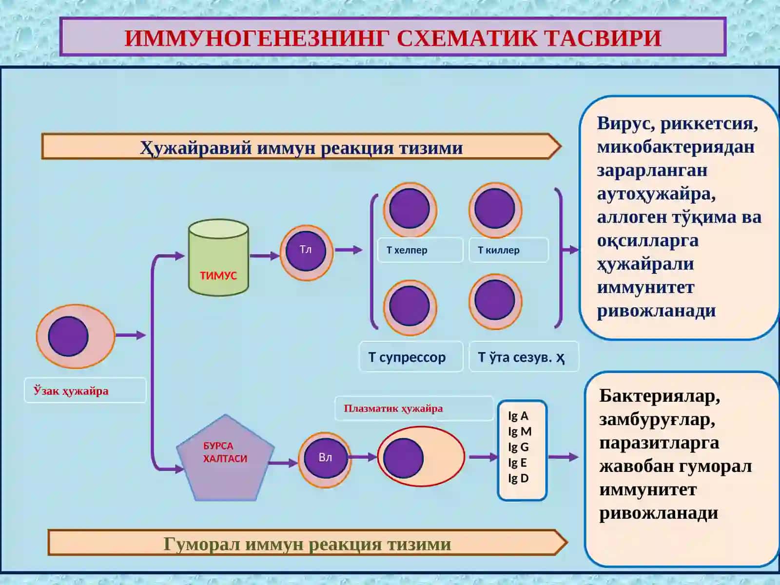 Патологик анатомия фани 3