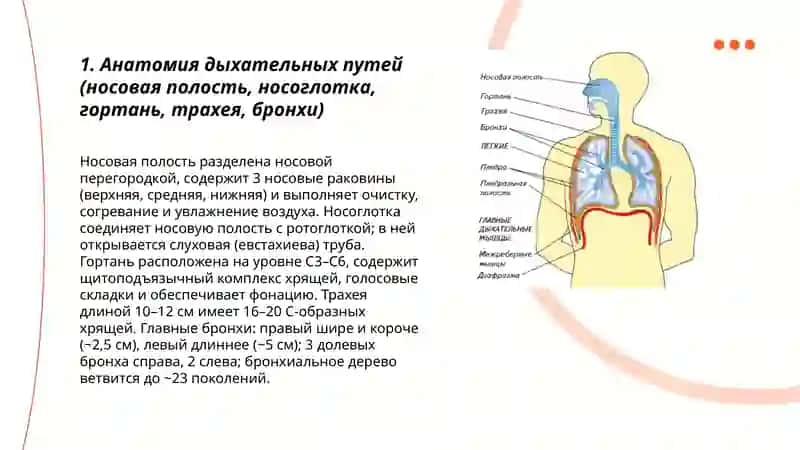 Дыхательная система человека 3