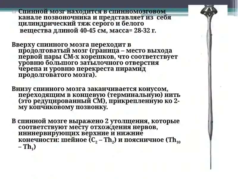 Топографическая анатомия спинного мозга 3