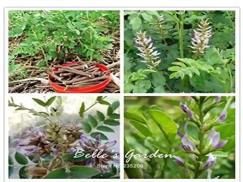 Shirinmiya(chuchukmiya)- Glycyrrihiza glabra 3