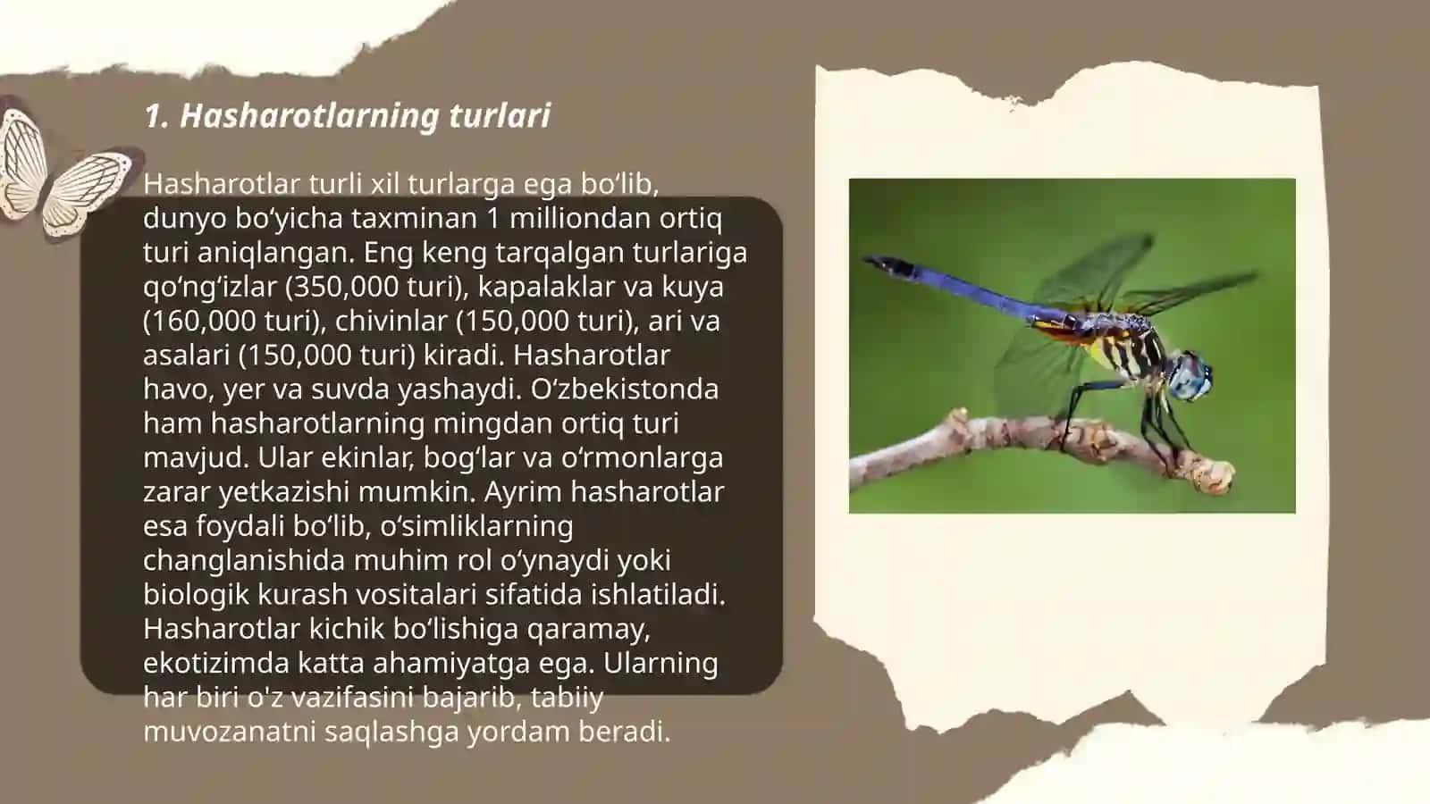 Hasharotlar 3