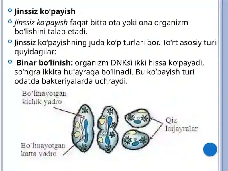 Jinssizko‘payish 3