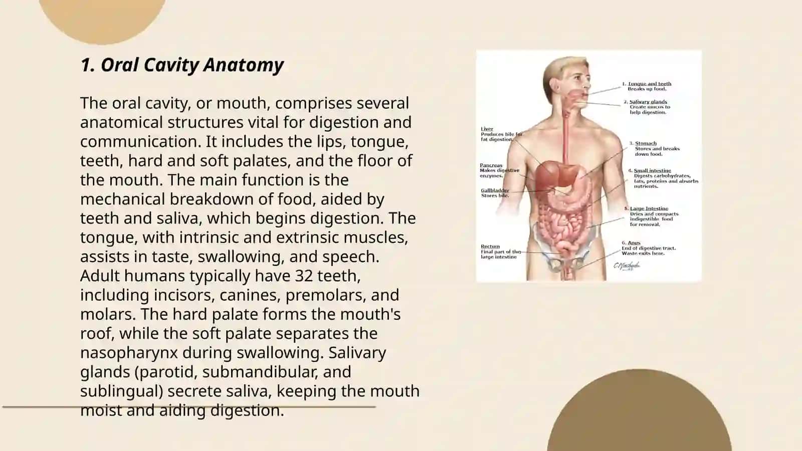 Anatomy of digestive system 3