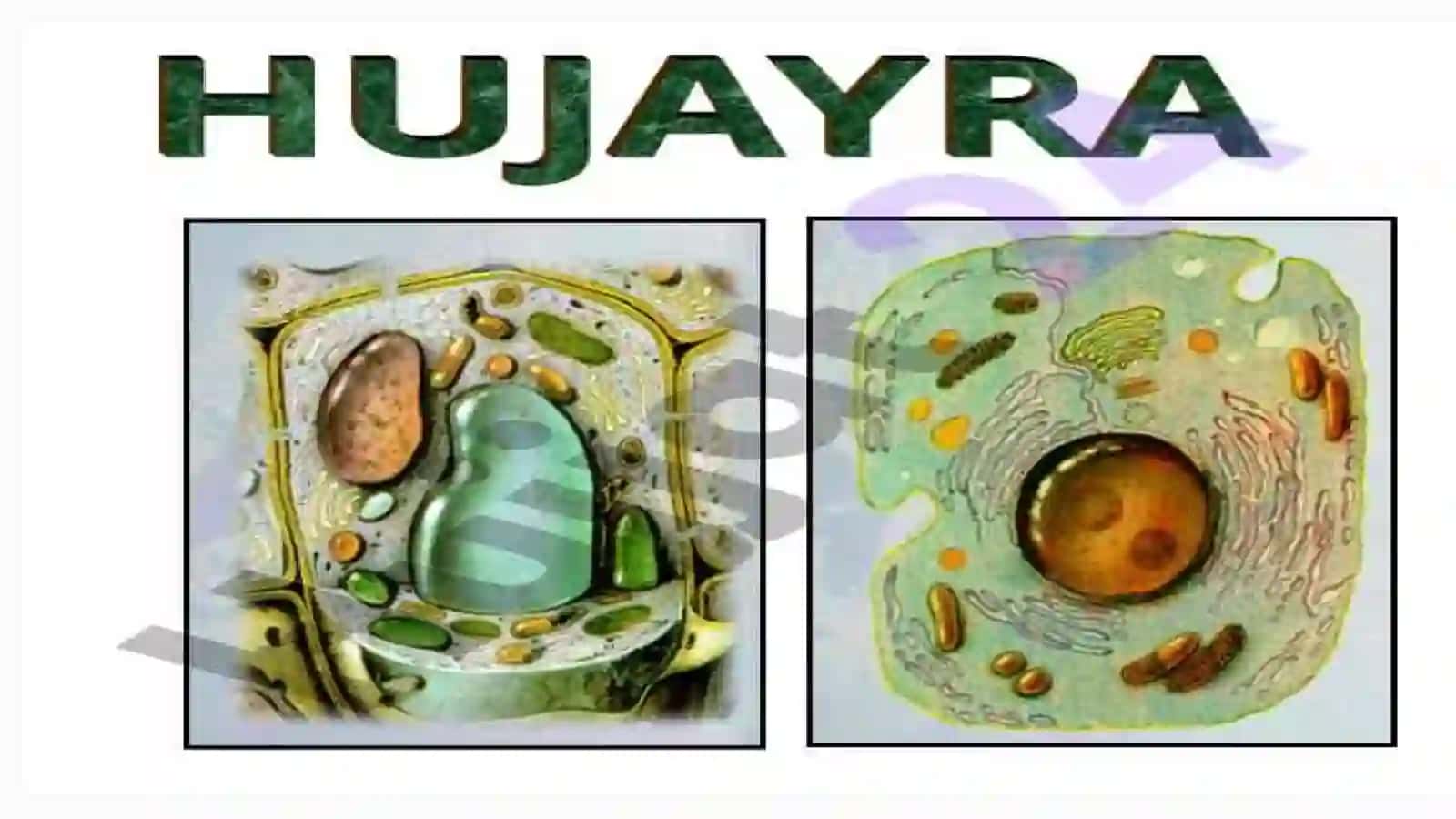 Hujayra tuzilishi 3