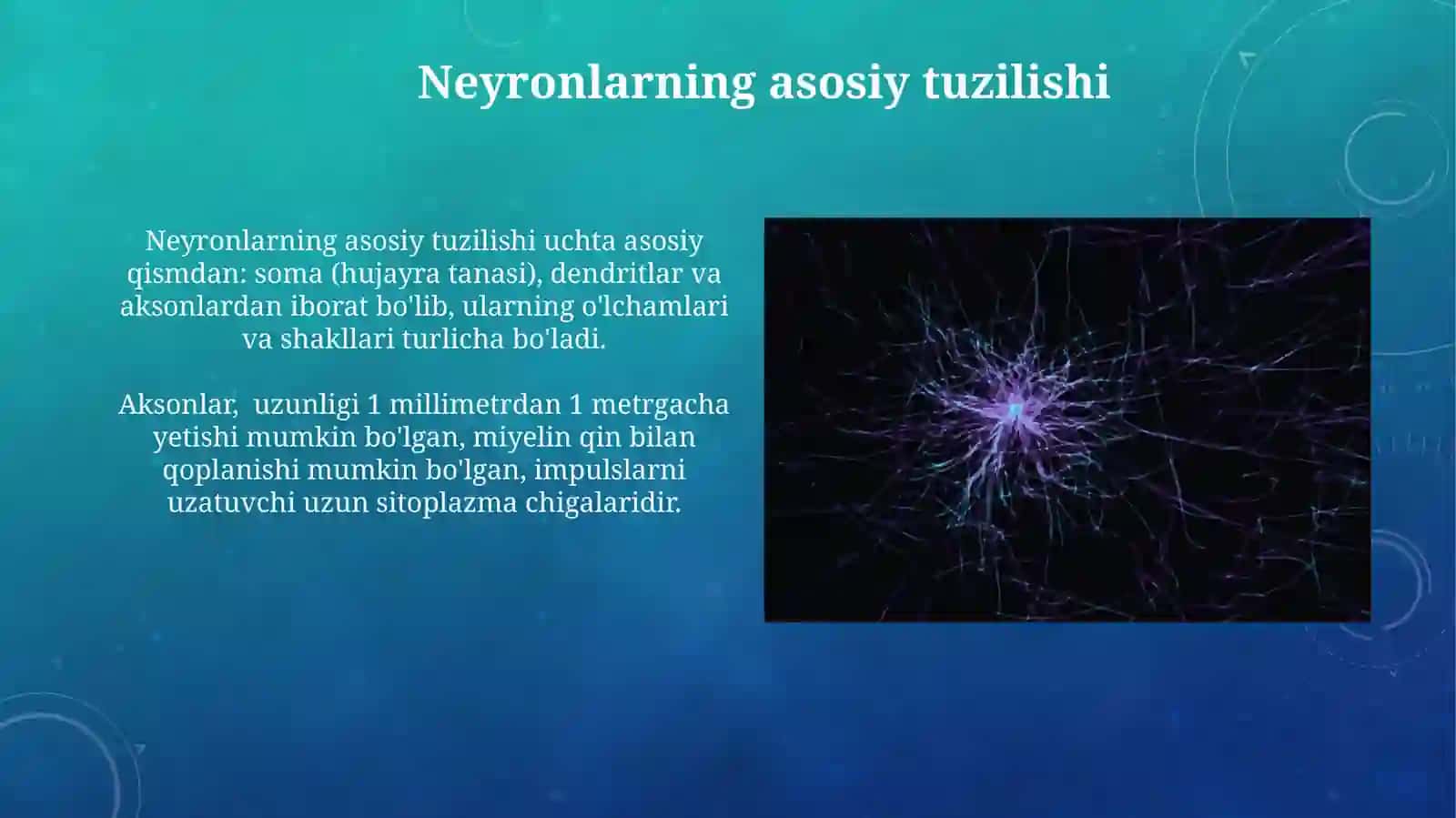 Neyronlar tuzilishivaturlari 3