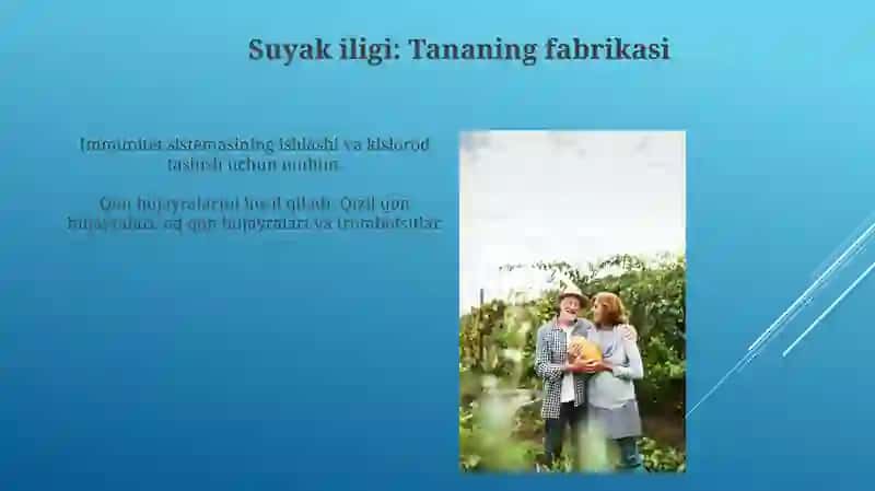 Suyak Iligi va Anatomiyasi 3