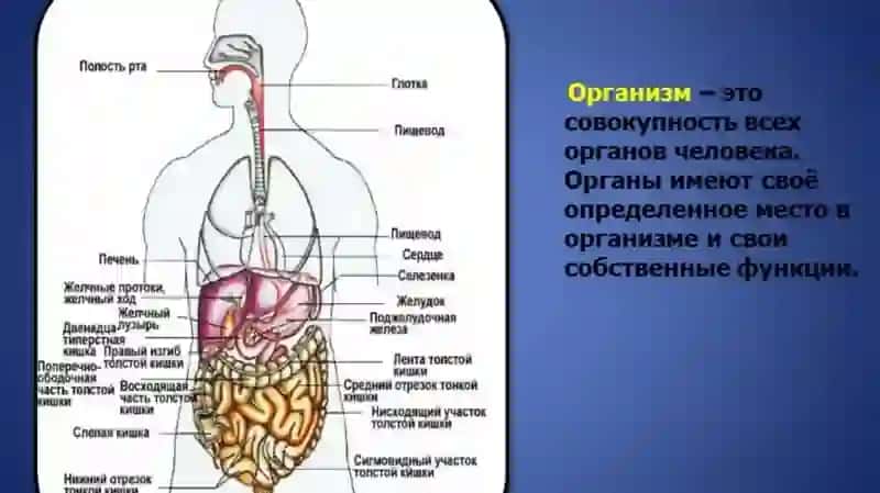 ВНУТРЕННЫЙ ОРГАНИ ЧЕЛОВЕКА 3