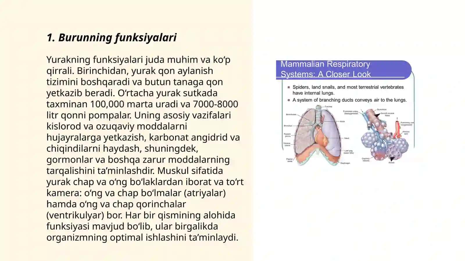 Nafas olish sistemasida burun boshligi anatomiyasi 3