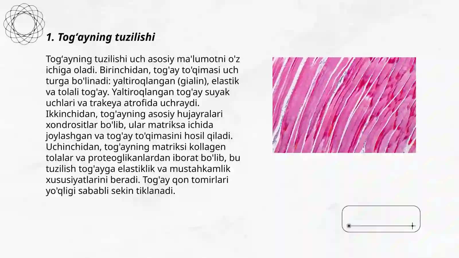 Togʻay va skelet toʻqimasi 3