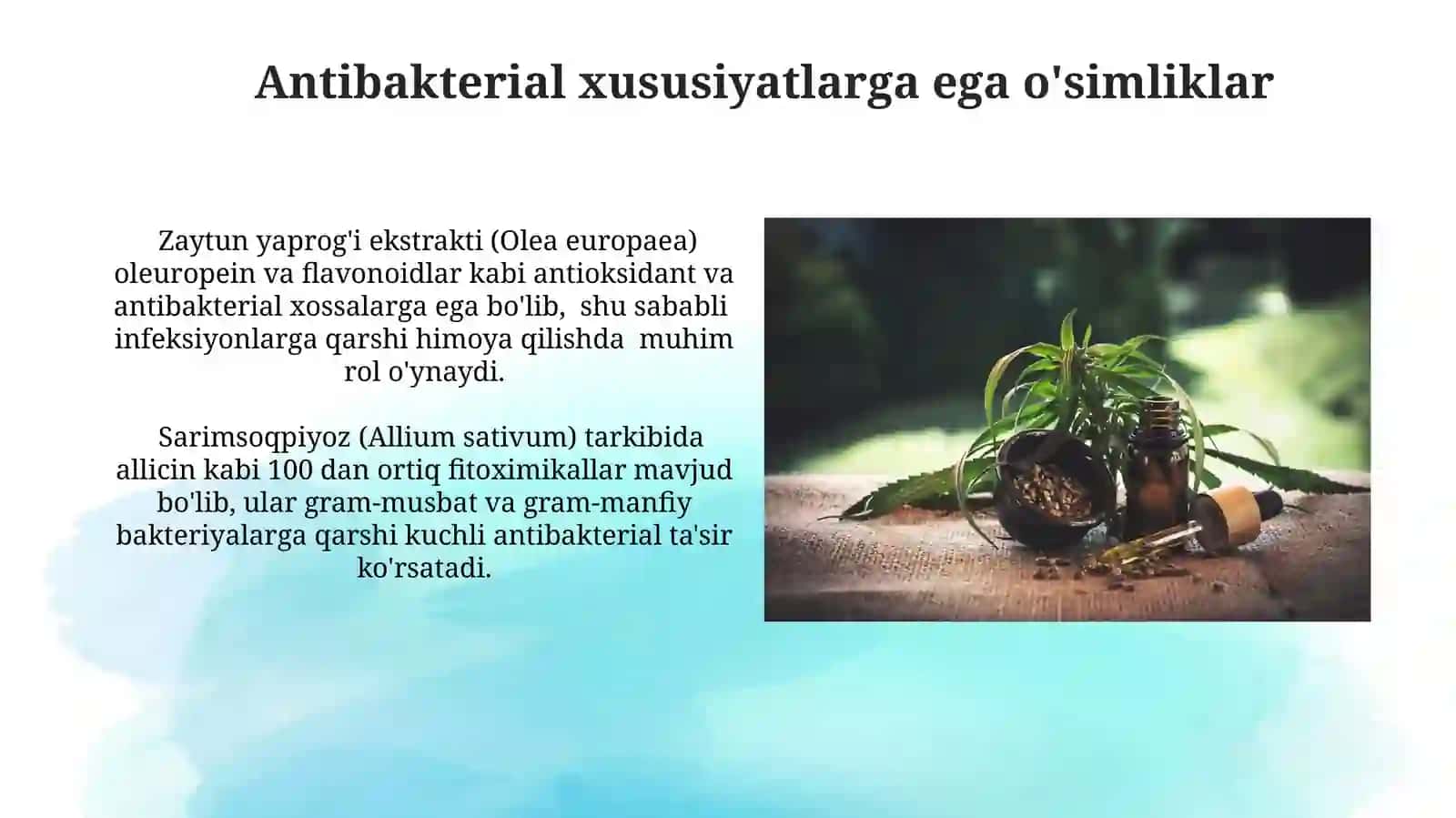 Antibakterial xususiyatlarga ega o'simliklar 3