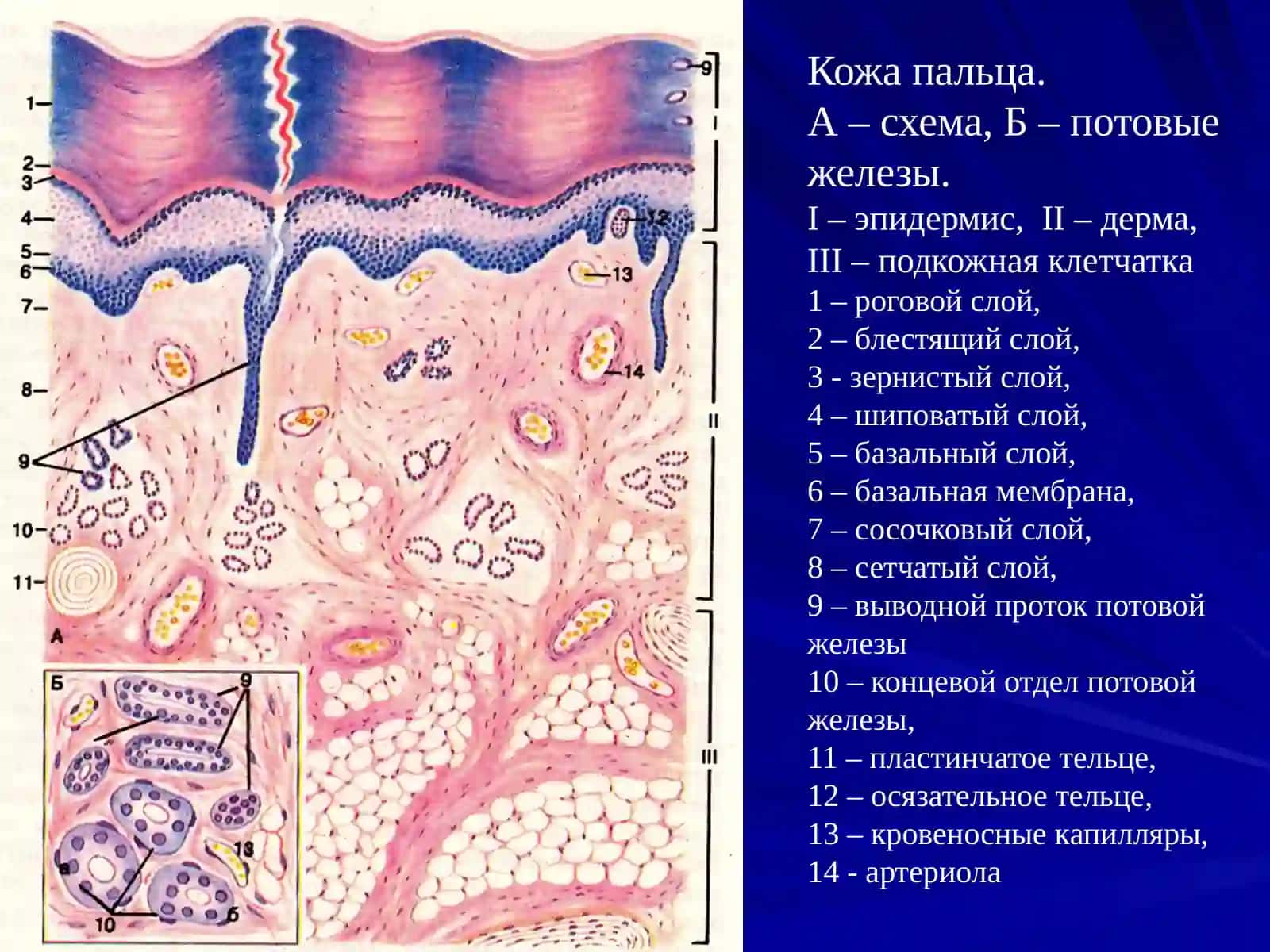 Кожа идиҳотельная система 3