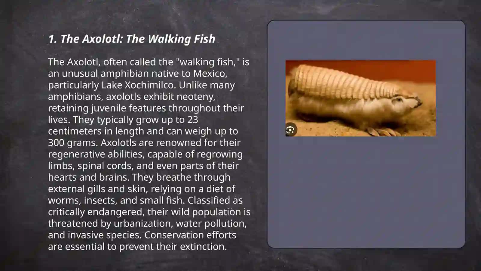 The Axolotl: The Walking Fish 3