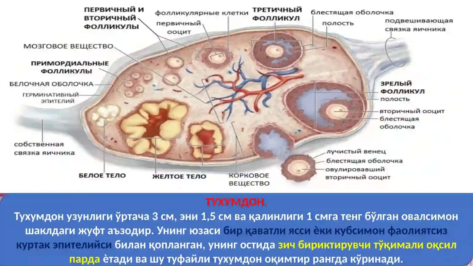 АЁЛЛАР ЖИНСИЙ АЪЗОЛАРИ 3