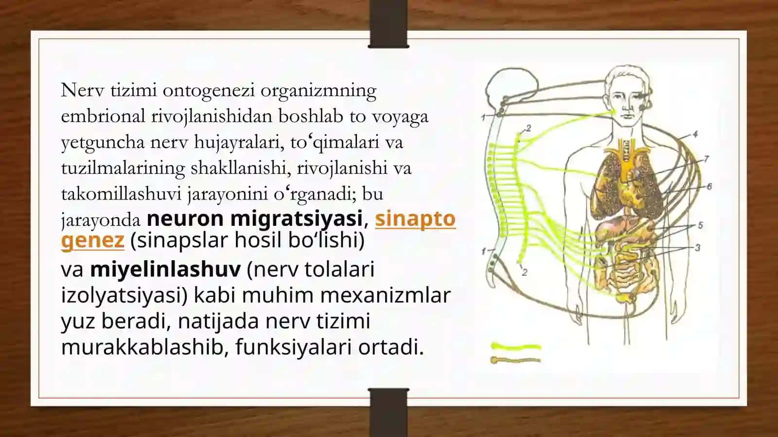 Nerv tizimi ontogenezi 3