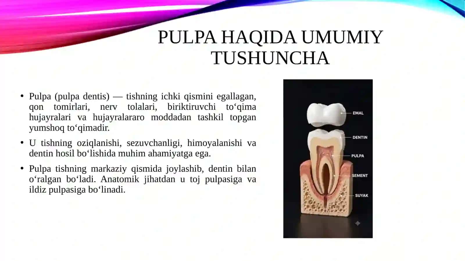 Pulpa anatomiyasi 3