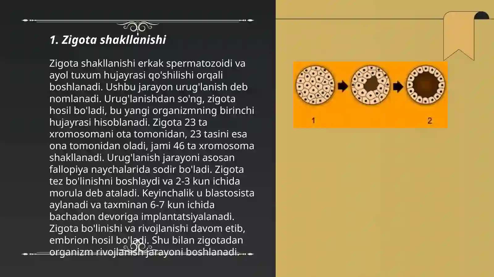 ZIGOTA VA EMBRION DAVRI 3