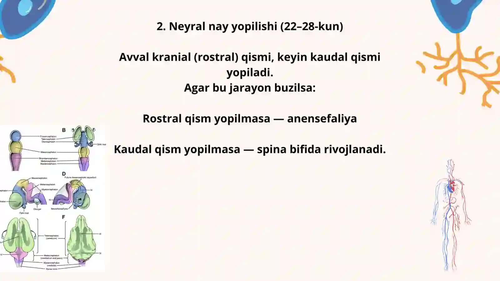 Bolalarni asab-ruhiy rivojlanishi 3
