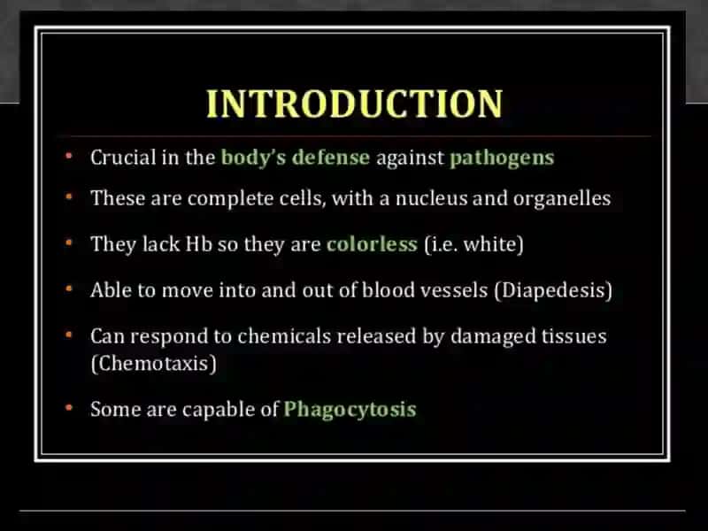 leucocytes, white blood cells 3