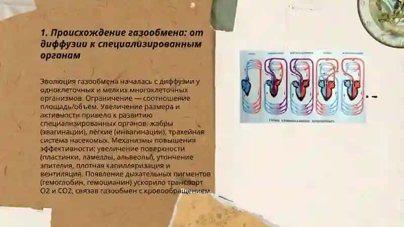 Эволюция кровообращения и дыхания 3