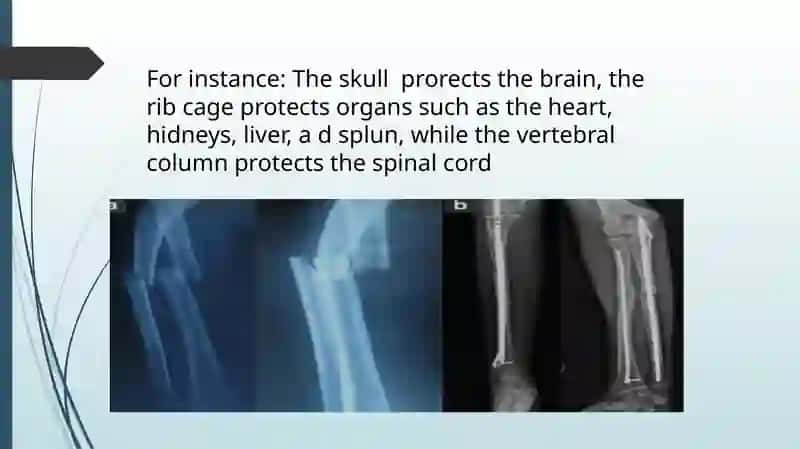The Skeletal System of a Human Being 3