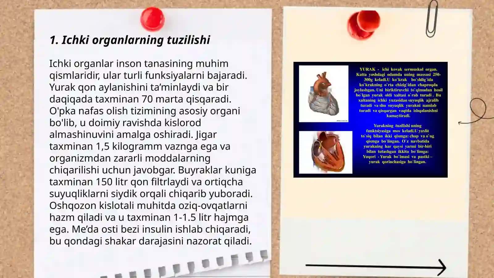 Ichki organlar haqida umumiy taʼlimot splanchnologia siydik ajratish aʼzolari 3