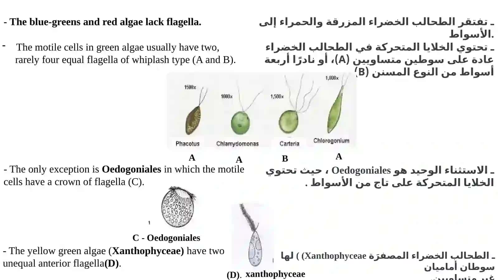 Algal flagella(Part one) 3