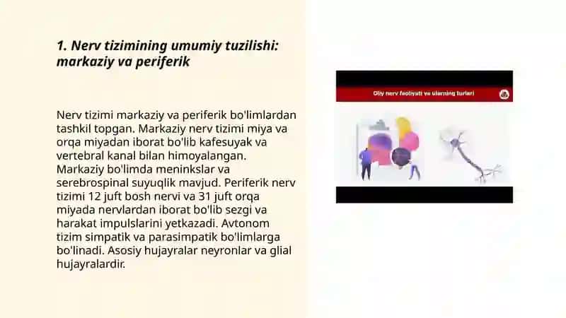 Nerv tizimi 3