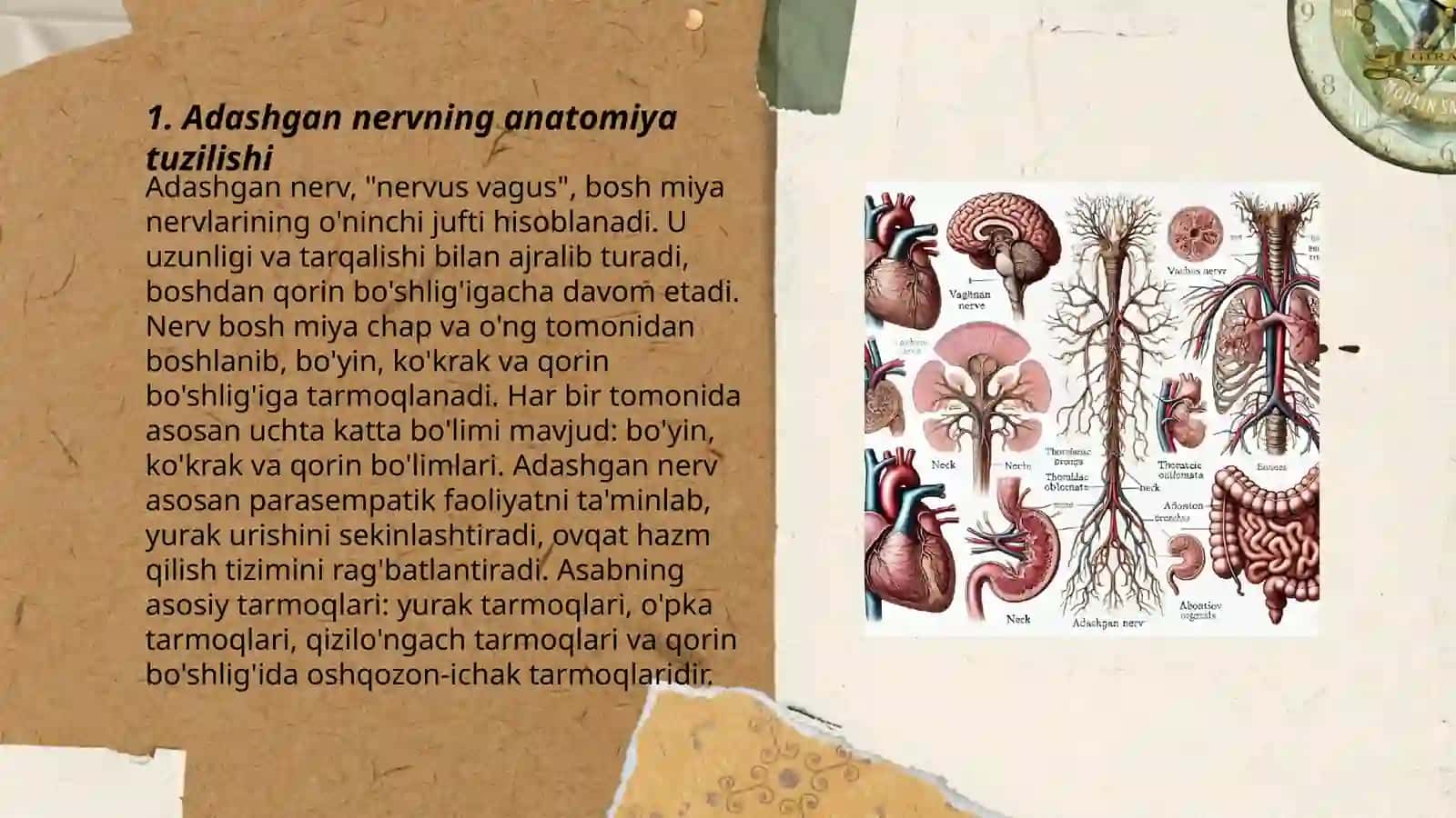 Adashgan nerv. Adashgan nervning oziga xosligi 3