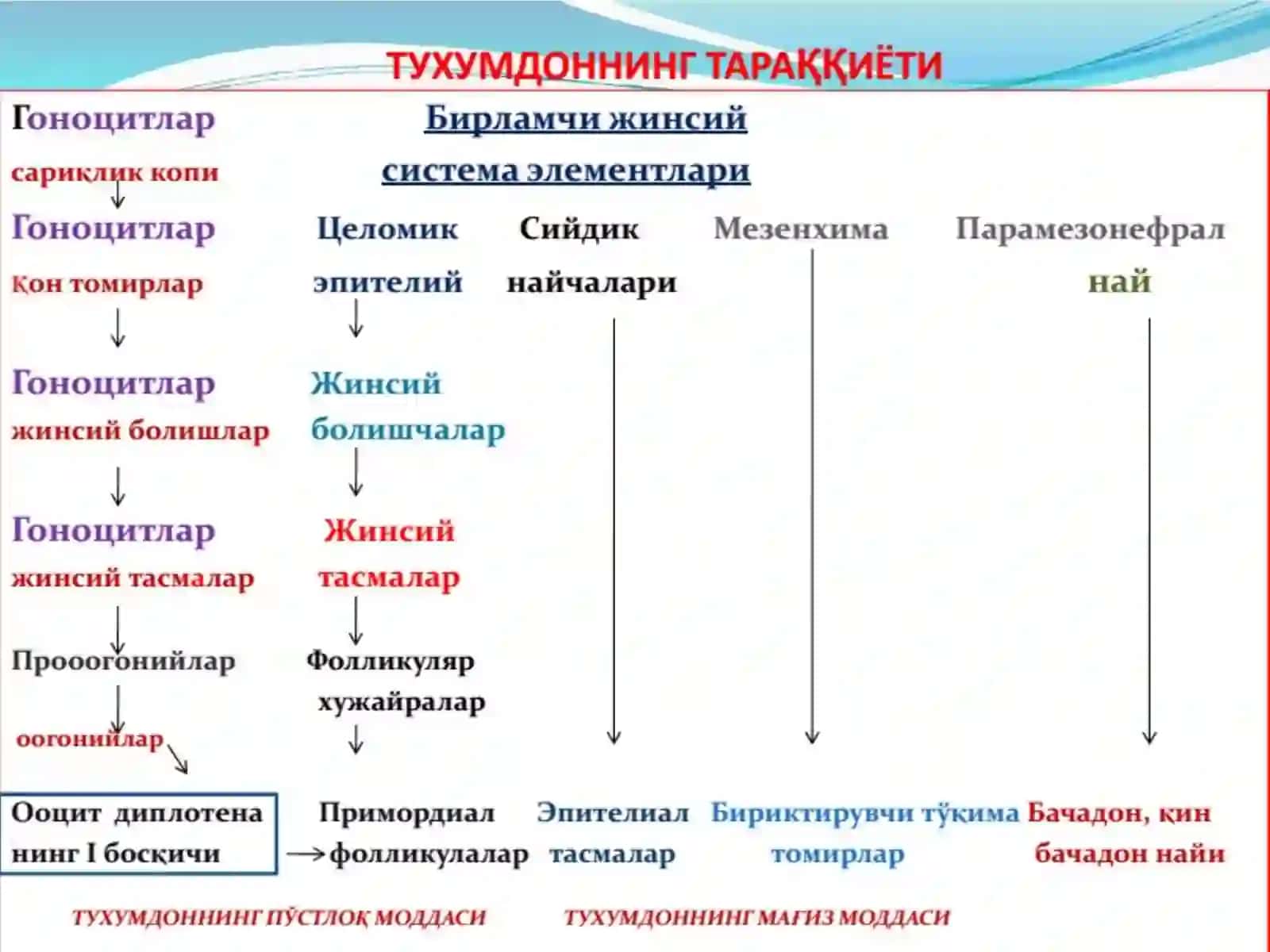 АЁЛЛАР ЖИНСИЙ СИСТЕМАСИ 3