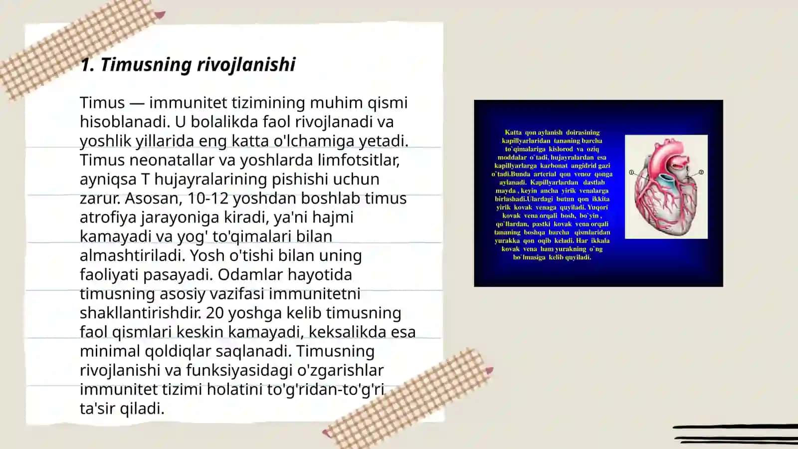 Immun tizimining markaziy organlari 3
