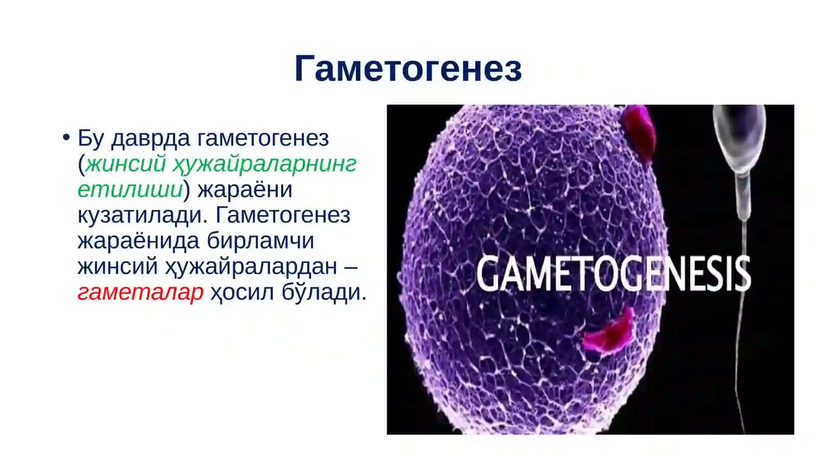 Проэмбрионал ривожланишнинг умумий қонуниятлари 3
