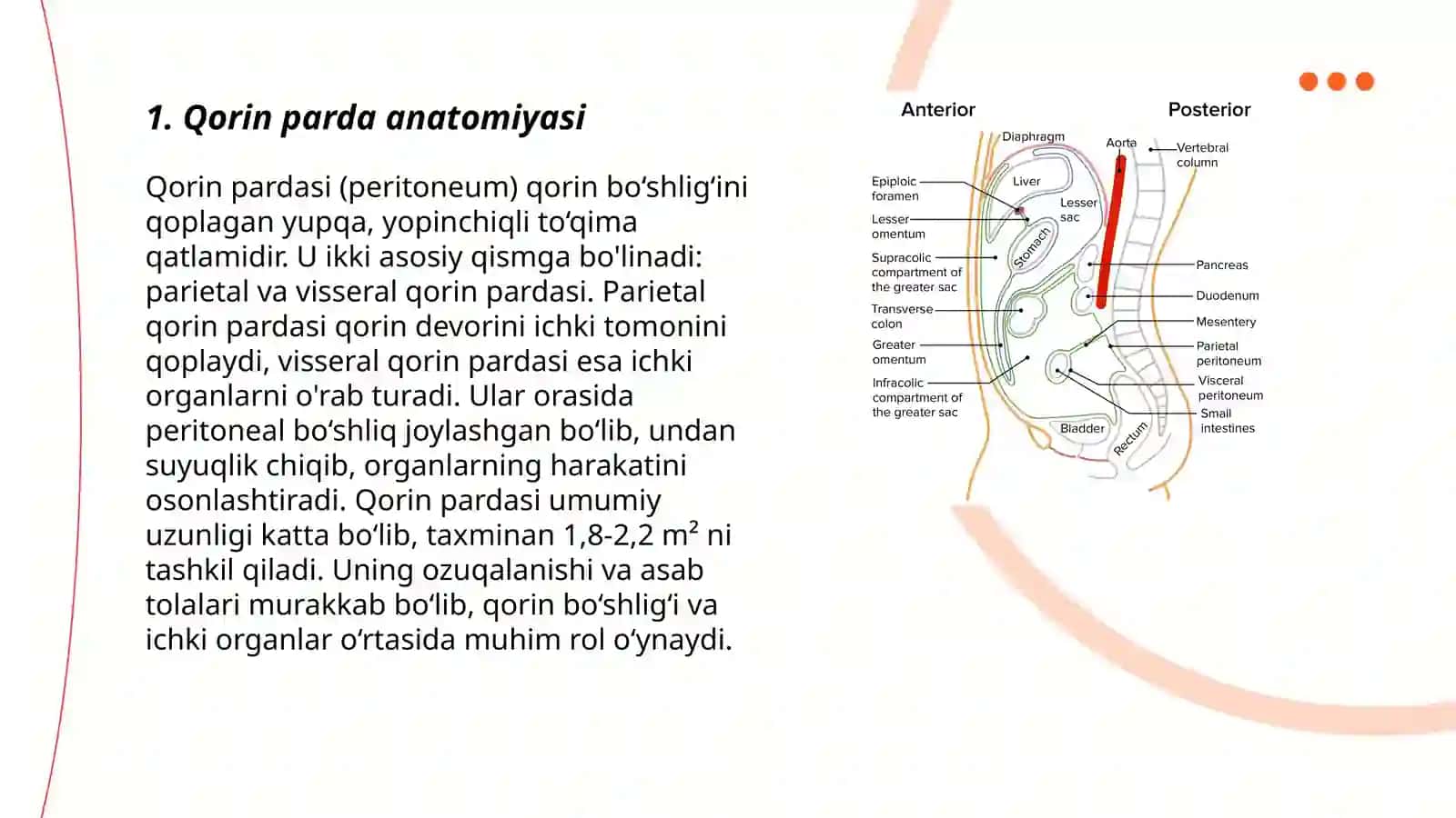 Qorin parda. Sinuslar, kanallar, qopchalar 3