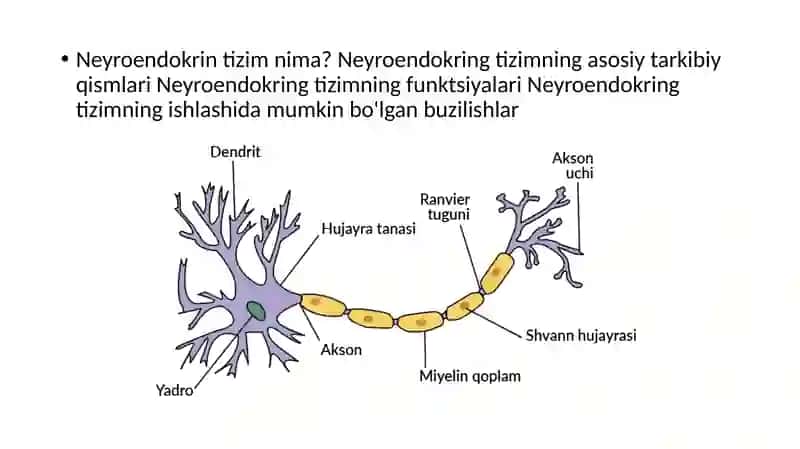 Neyroendokring  tizimning  struktur  funksional  tavsifi 3