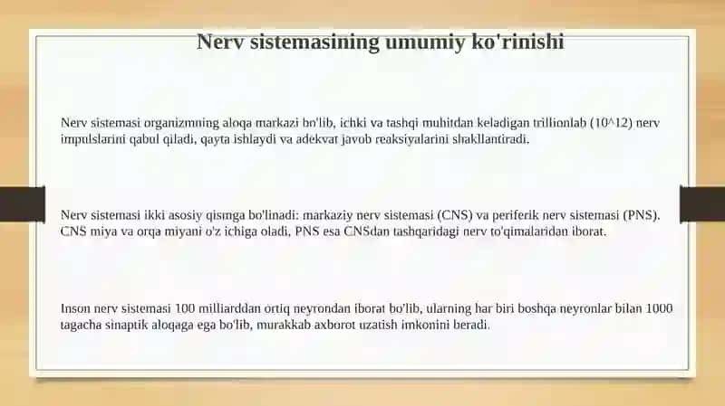 Nerv sistemasi tuzilishi 3