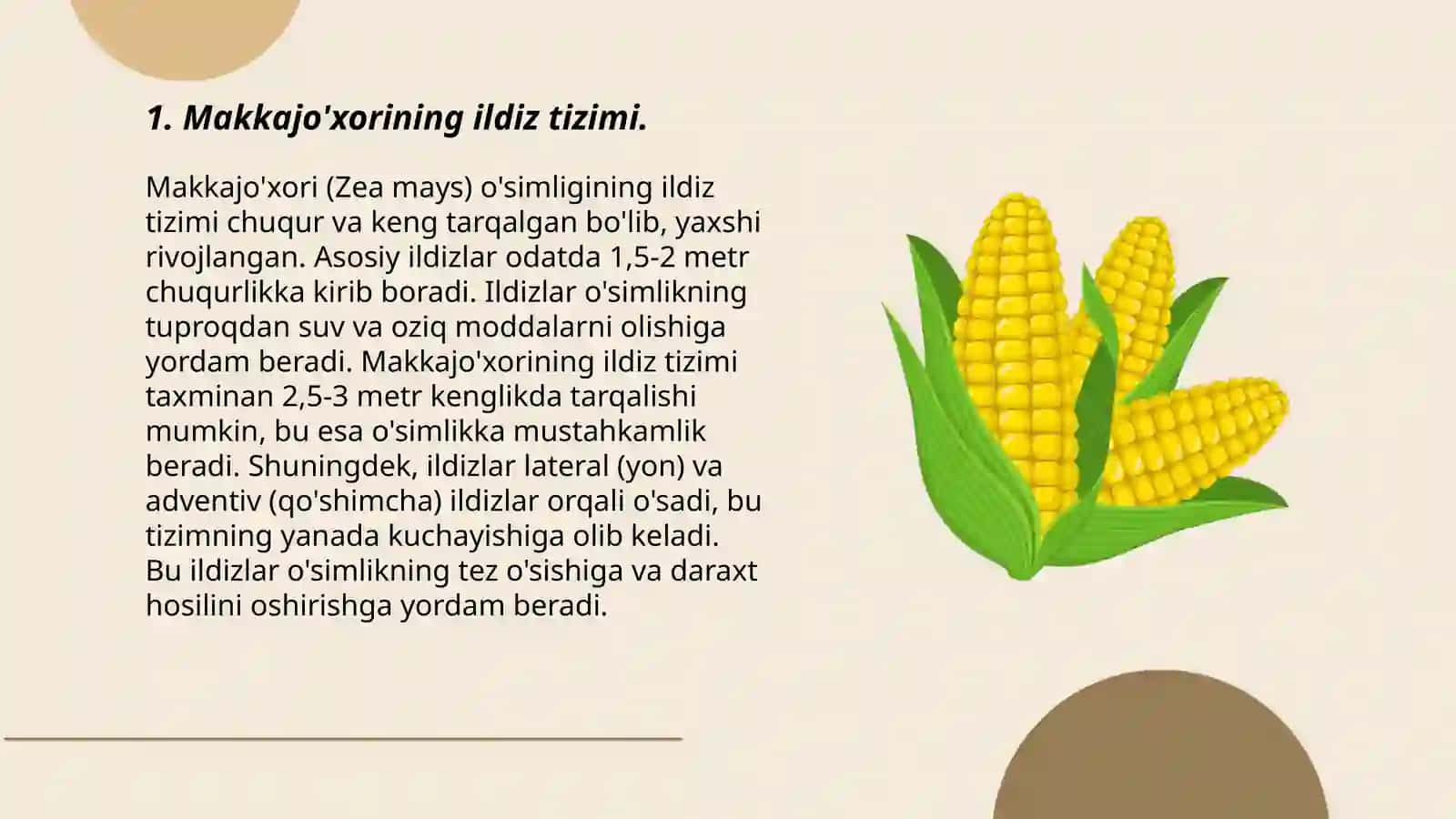 Makkajo'xorining morfologik xususiyatlari 3
