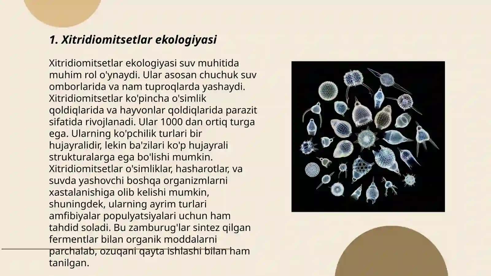 Xitridiomitsetlar ekologiyasi 3
