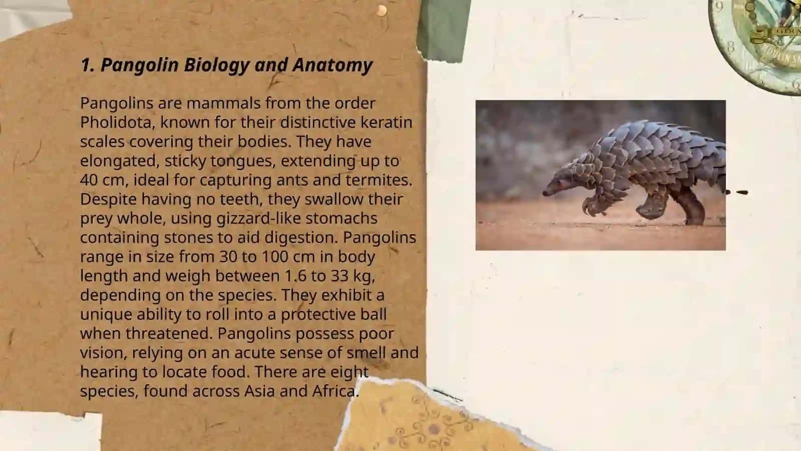 Strange animal is pangolin 3