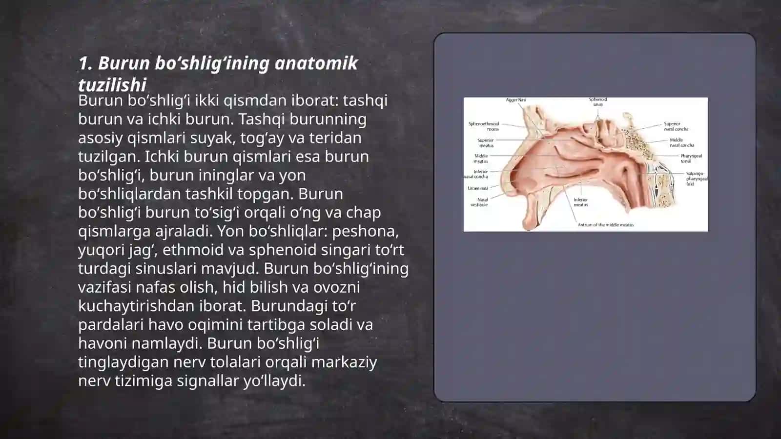 Burun boʻshligʻining anatomik tuzilishi 3
