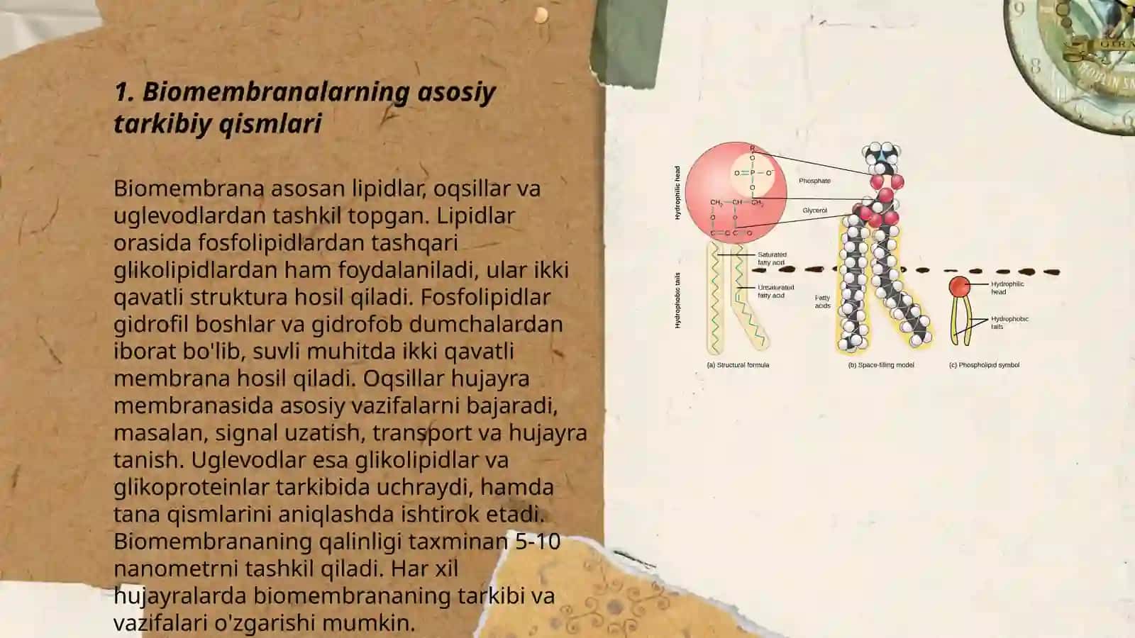 Biologik membrananing molekulyar tuzilishi 3