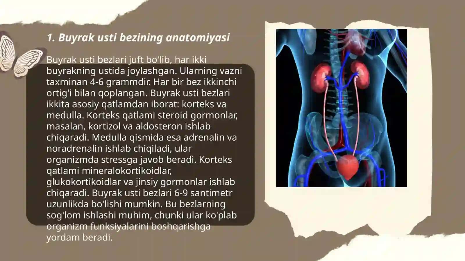 Buyrak usti bezining tuzilishi 3