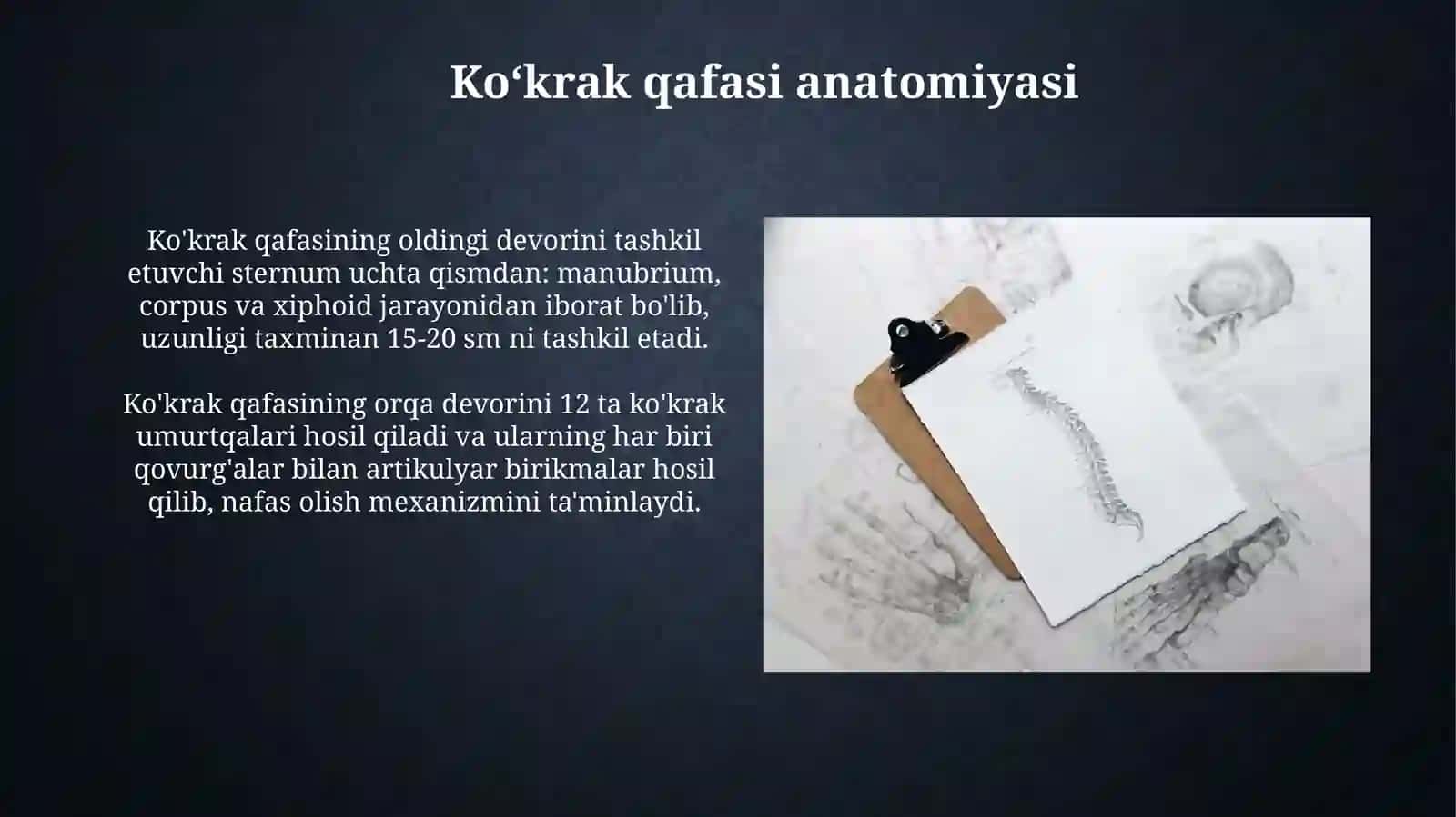 Suyaklar anatomiyasi (Osteologiya) 3